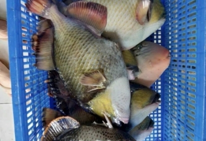 Đa dạng loại cá nước ngọt từ nhà hàng Hai Lúa quận 5