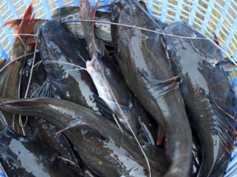 Hải sản tươi sống