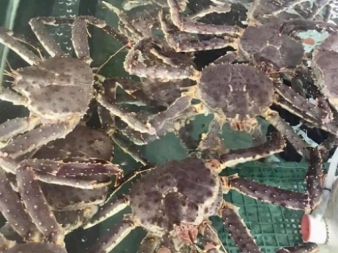 Hải sản tươi sống