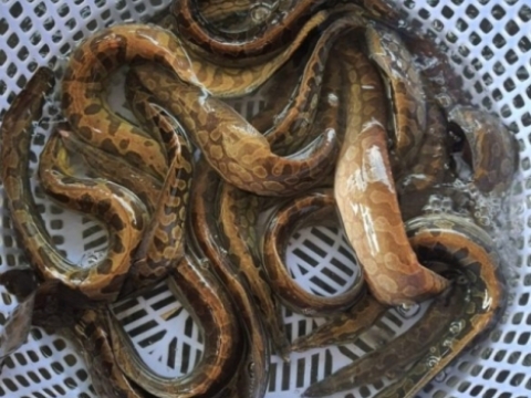 Hải sản tươi sống